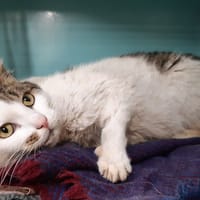 Prince, chat à adopter