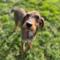 UNIQUE, chienne à adopter