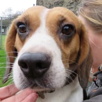 TORNADO, chien à adopter