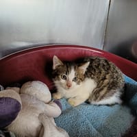 DEUX, chat à adopter