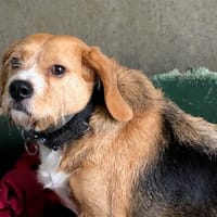 SANDER, chien à adopter