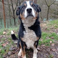 Mojito, chien à adopter