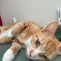 Kiyo (réservée), chatte à adopter