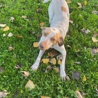 VERSO, chien à adopter