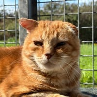 RAMBO, chat à adopter