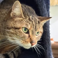 LUNA, chatte à adopter