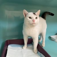 ANGUS, chat à adopter