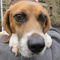 TOBY, chien à adopter