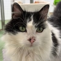 Brindille, chatte à adopter