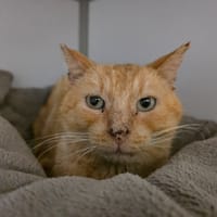 Yole, chat à adopter