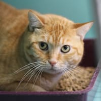 CAMINOU, chat à adopter