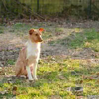 LOUIS, chien à adopter