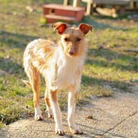 LOUIS, chien à adopter