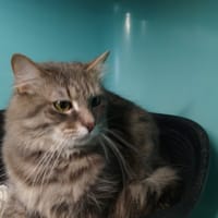 Tally, chat à adopter