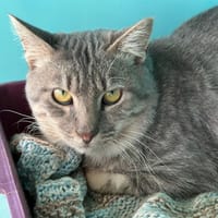 ZAMZAM, chat à adopter