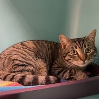 HAITI, chat à adopter