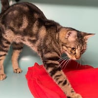 SUPI, chatte à adopter