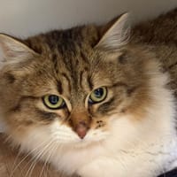 Sereine, chatte à adopter