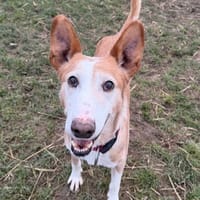 Chamaco, chien à adopter