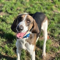 YUKI, chien à adopter