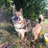 Maggie, chienne à adopter