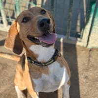 SNOW, chien à adopter