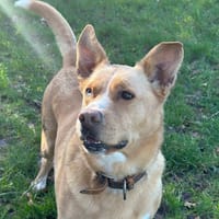 Stela, chienne à adopter