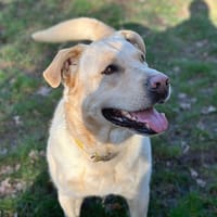 ozzy, chien à adopter