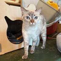 KISS, chatte à adopter