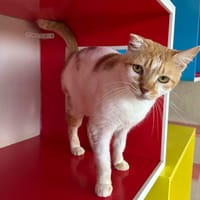 PEACHES, chatte à adopter