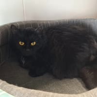 FLEUR, chatte à adopter