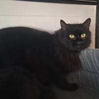 FISHKA, chatte à adopter