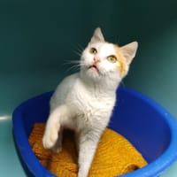 ORION, chat à adopter