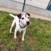 TITEUF, chien à adopter