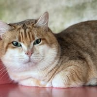 klaus, chat à adopter