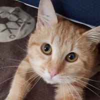 CASIMIR, chat à adopter