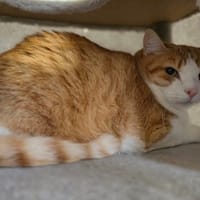 benji, chat à adopter