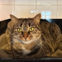 victorine, chatte à adopter