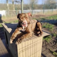 RYUK VAA, chien à adopter