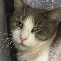 MAKEBA, chatte à adopter