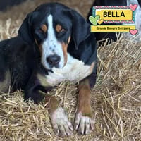 BELLA, cane femmina da adottare