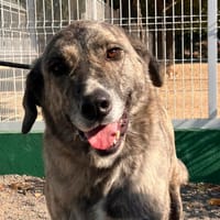 VALENTINA, chienne à adopter