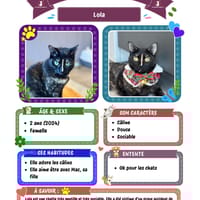 Lola, chat à adopter