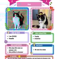 Mac, chat à adopter
