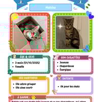 Matcha, chatte à adopter