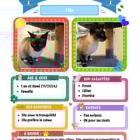 Fély, chatte à adopter