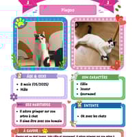 Pingoo, chat à adopter
