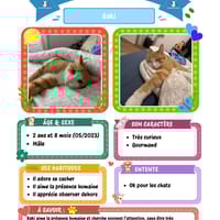 Baki, chat à adopter