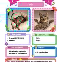 Soja, chatte à adopter