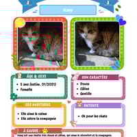 Nany, chatte à adopter
